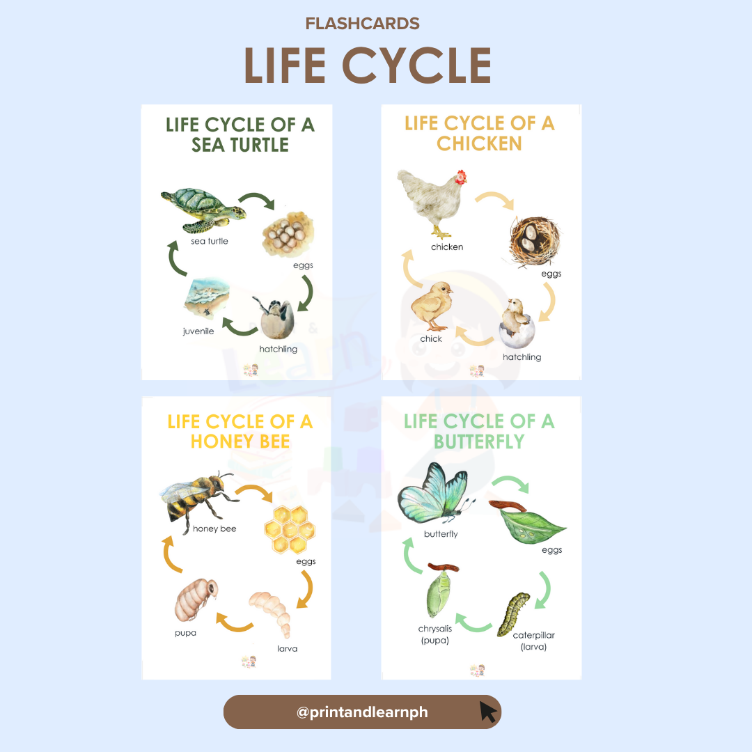 Flashcard: Life Cycle
