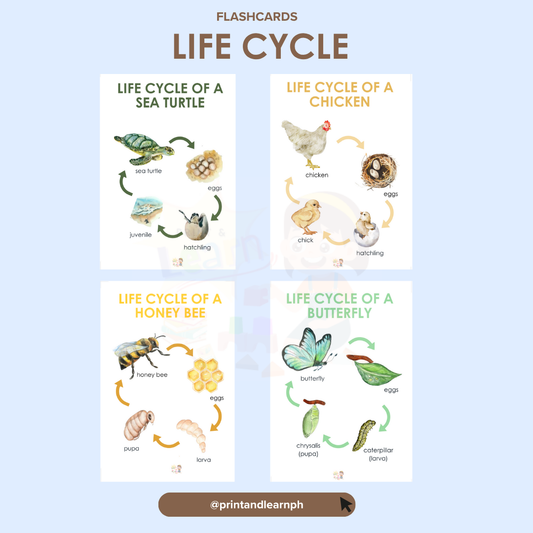 Flashcard: Life Cycle