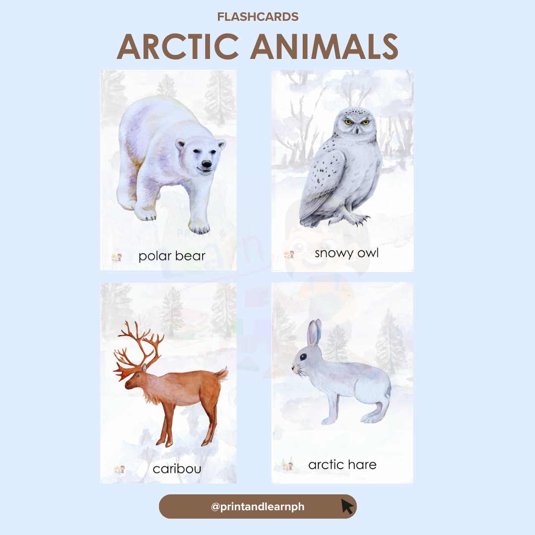 Flashcard: Arctic Animals